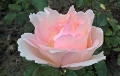 Rosa - Souvenir de Baden-Baden